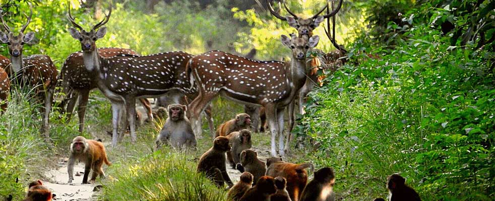 Jim Corbett National Parkpic with deer